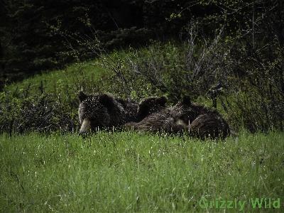 Grizzly Bears